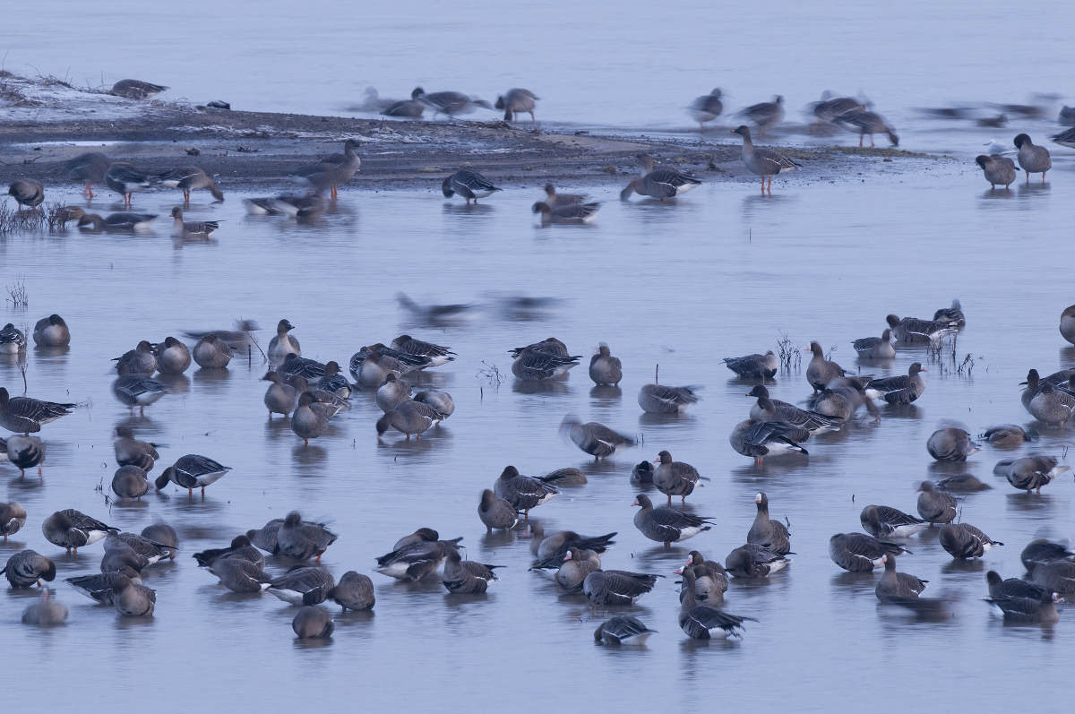 Achtergrondfoto, ganzen op het water in de winter